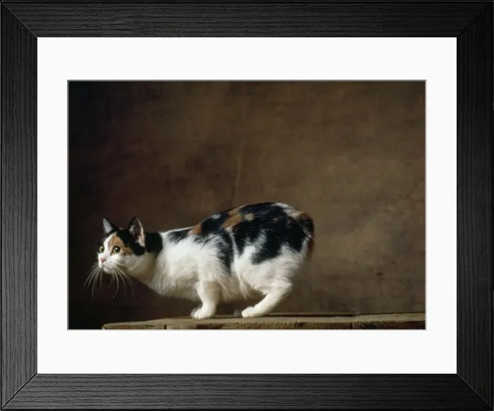Framed Print : Cat - Manx Cat - Tricolour Framed Print : Cat - Manx Cat - Tricolour