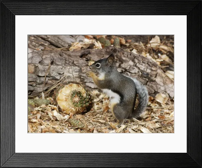 Framed Print : Douglas Squirrel  /  Chickaree - feeding