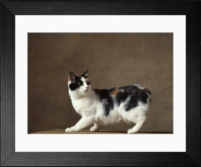 Framed Print : Cat - Manx Cat - Tricolour