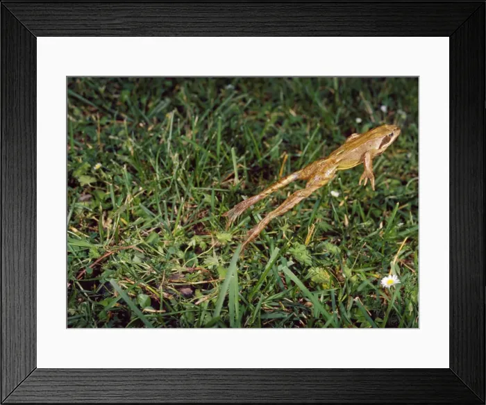 Framed Print : Agile Frog - The hind legs are unusually long which allow this species to jump up to two meters in distance Framed Print : Agile Frog - The hind legs are unusually long which allow this species to jump up to two meters in distance