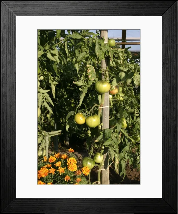 Framed Print : Tomato plant with unripe, green fruit - growing against wooden frame with Marigold flowers. Alsace. France Framed Print : Tomato plant with unripe, green fruit - growing against wooden frame with Marigold flowers. Alsace. France