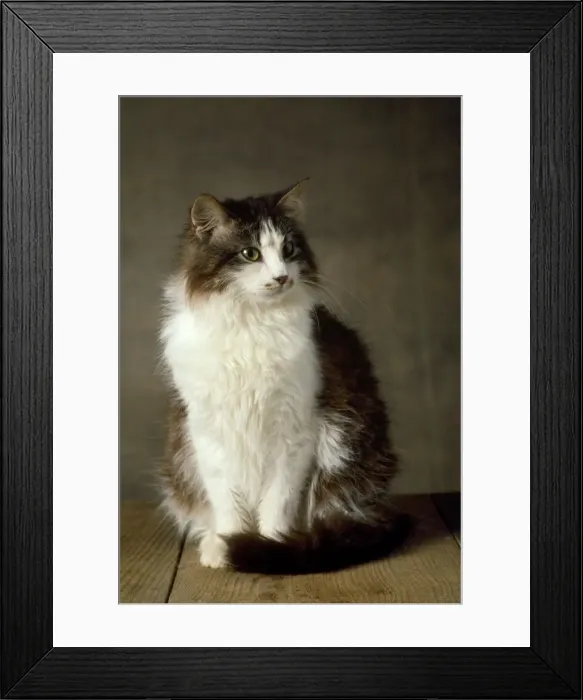 Framed Print : Siberian Cat - domestic Framed Print : Siberian Cat - domestic