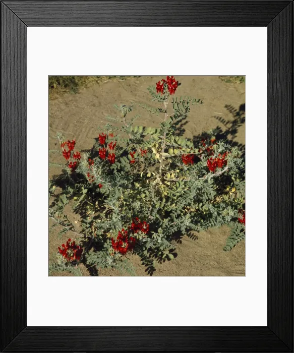 Framed Print : Sturts Desert Pea Framed Print : Sturts Desert Pea
