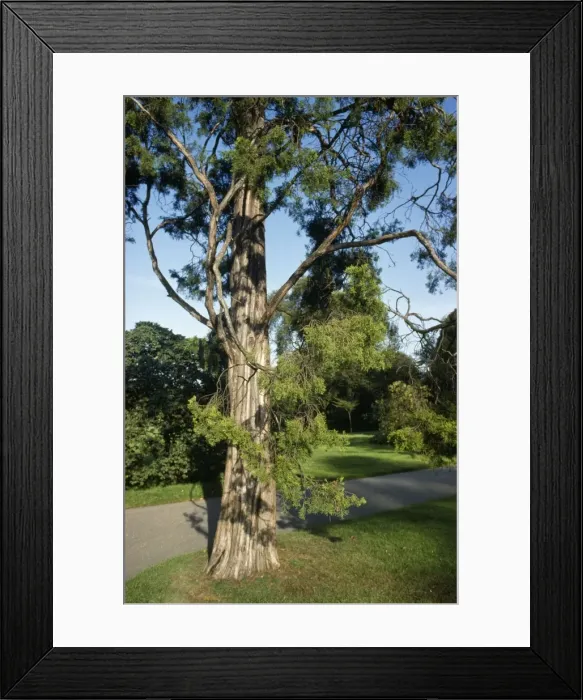 Framed Print : Red / Pencil Cedar Framed Print : Red / Pencil Cedar