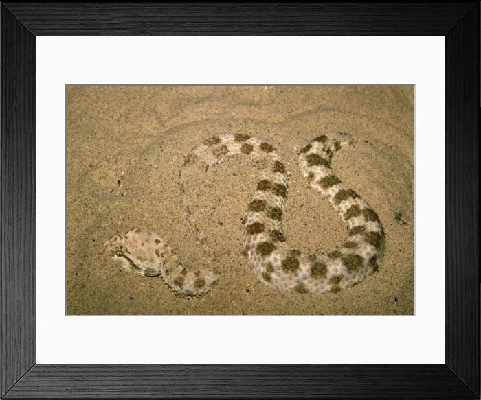 Framed Print : Sidewinder Rattlesnake Framed Print : Sidewinder Rattlesnake