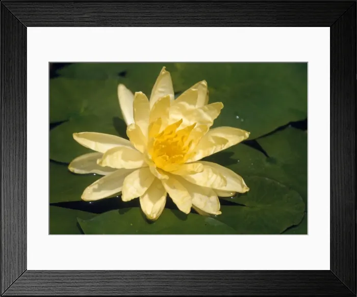 Framed Print : Yellow Waterlily Framed Print : Yellow Waterlily