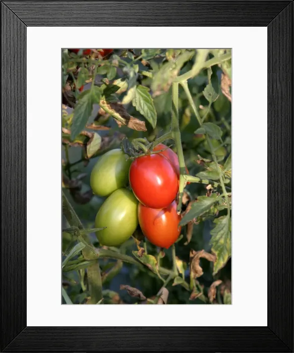 Framed Print : Tomato plant - showing growth / development of green (unripe) and red (ripe) fruits. Alsace. France Framed Print : Tomato plant - showing growth / development of green (unripe) and red (ripe) fruits. Alsace. France