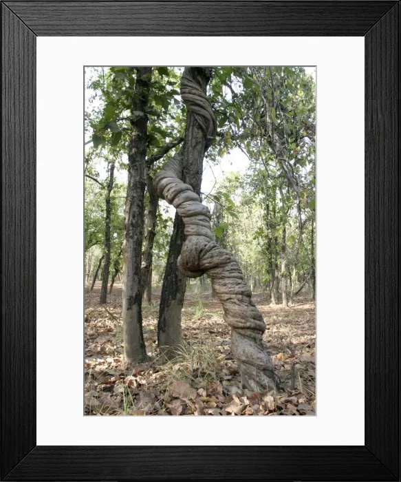Framed Print : Stranger Vine. Bandhavgarh NP, India Framed Print : Stranger Vine. Bandhavgarh NP, India
