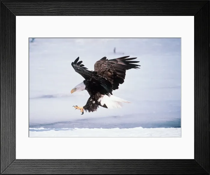 Framed Print : BALD EAGLE - landing Framed Print : BALD EAGLE - landing