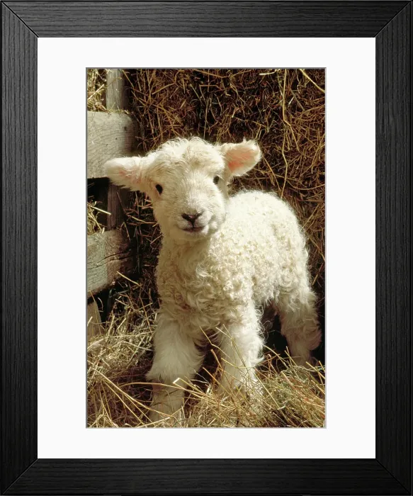 Framed Print : Young lamb in straw Framed Print : Young lamb in straw