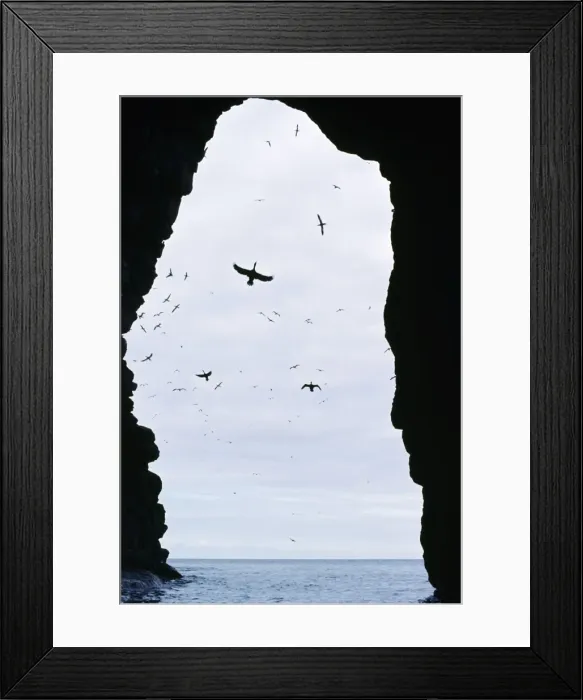 Framed Print : Shags - in breeding cave Framed Print : Shags - in breeding cave