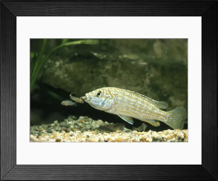 Framed Print : Lake Malawi Fish - and Fry Cichlid - A mouth brooding Cichlid Framed Print : Lake Malawi Fish - and Fry Cichlid - A mouth brooding Cichlid