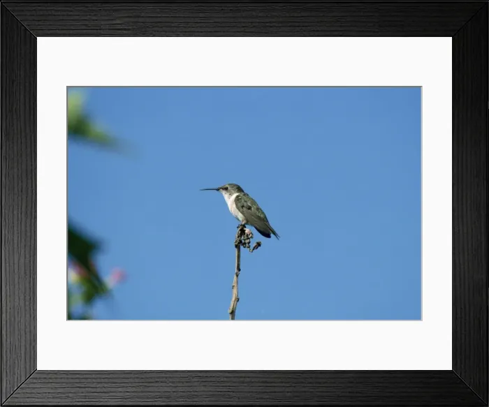 Framed Print : Chilian Woodstar - female - Arica Chilie Framed Print : Chilian Woodstar - female - Arica Chilie
