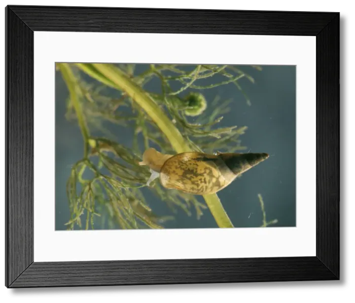 Framed Print : Giant Pond Snail / Giant Water Snail - Immature Framed Print : Giant Pond Snail / Giant Water Snail - Immature
