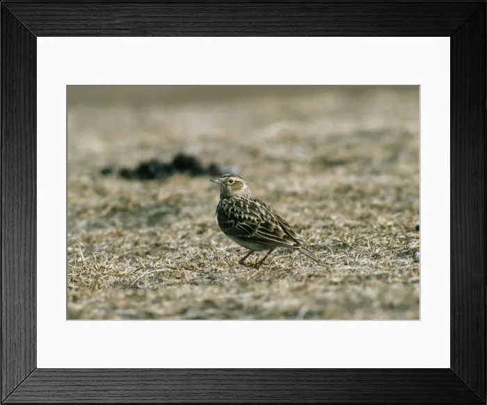 Framed Print : Oriental Skylark - camouflagued against ground - Heimake Qinghai China Framed Print : Oriental Skylark - camouflagued against ground - Heimake Qinghai China