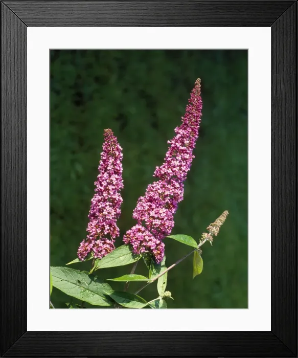 Framed Print : Buddleia. AL-2308. Buddleia. Buddleja davidii Framed Print : Buddleia. AL-2308. Buddleia. Buddleja davidii