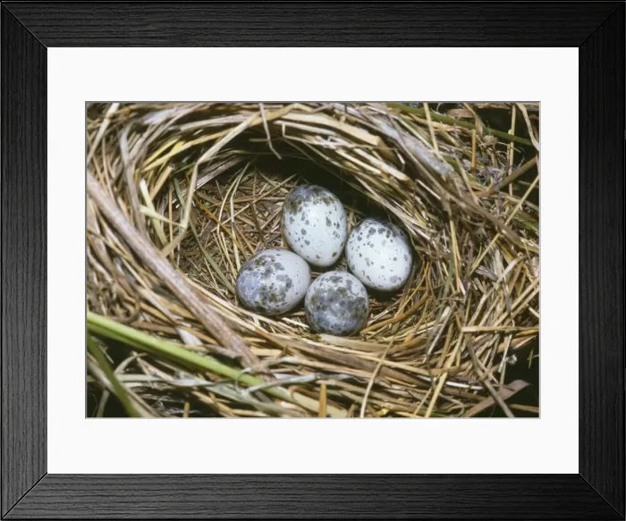 Framed Print : Marsh Warbler - nest with eggs