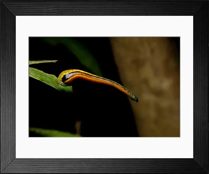 Framed Print : Tiger Leech / Painted Leech on a leaf, typical in lowland rainforest of Kinabatangan river floodplain; Sabah, Borneo, Malaysia; June. Ma39. 3121 Framed Print : Tiger Leech / Painted Leech on a leaf, typical in lowland rainforest of Kinabatangan river floodplain; Sabah, Borneo, Malaysia; June. Ma39. 3121