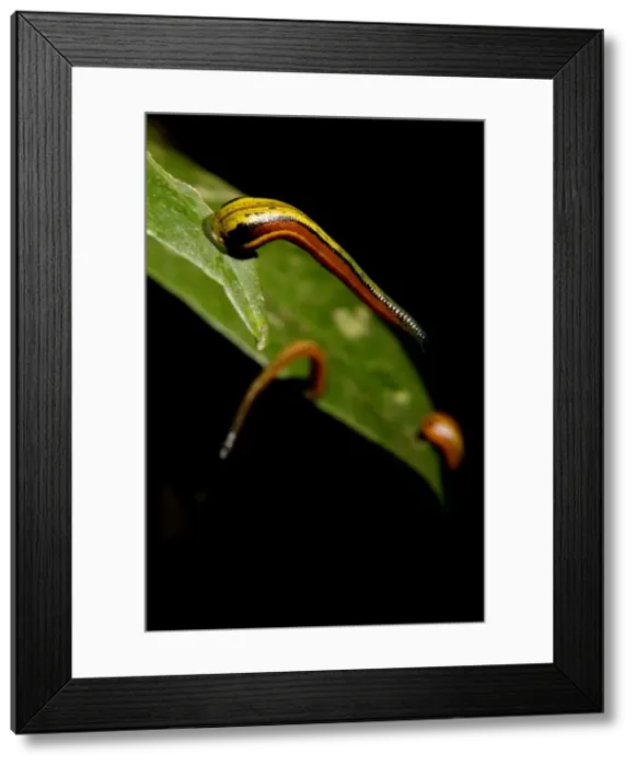 Framed Print : Tiger Leeches / Painted Leech on leaves of low vegetation, typical in lowland rainforest of Kinabatangan river floodplain; Sabah, Borneo, Malaysia; June. Ma39. 3122 Framed Print : Tiger Leeches / Painted Leech on leaves of low vegetation, typical in lowland rainforest of Kinabatangan river floodplain; Sabah, Borneo, Malaysia; June. Ma39. 3122