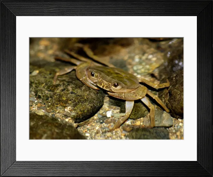 Framed Print : Fresh-water crab (unidentified) waits for prey to come with the current in a small stream in primary rainforest of river Danum valley, Sabah, Borneo, Malaysia; night in June. Ma39. 3313 Framed Print : Fresh-water crab (unidentified) waits for prey to come with the current in a small stream in primary rainforest of river Danum valley, Sabah, Borneo, Malaysia; night in June. Ma39. 3313