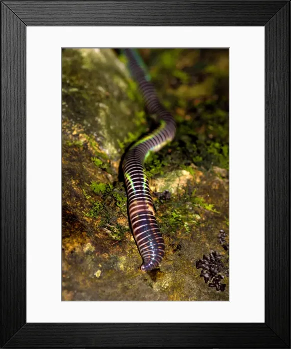 Framed Print : A large fluorescent worm (unidentified) lies on a boulder near a stream in a primary rainforest in river Danum valley conservation area; Sabah, Borneo, Malaysia; June. Ma39. 3306 Framed Print : A large fluorescent worm (unidentified) lies on a boulder near a stream in a primary rainforest in river Danum valley conservation area; Sabah, Borneo, Malaysia; June. Ma39. 3306