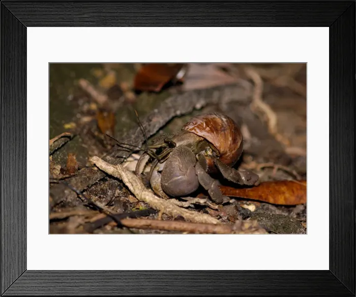 Framed Print : A nocturnal Hermit Crab (unidentified) rummages in rainforest floor, typical on Tioman Island, Malaysia; June. Ma39. 3650 Framed Print : A nocturnal Hermit Crab (unidentified) rummages in rainforest floor, typical on Tioman Island, Malaysia; June. Ma39. 3650