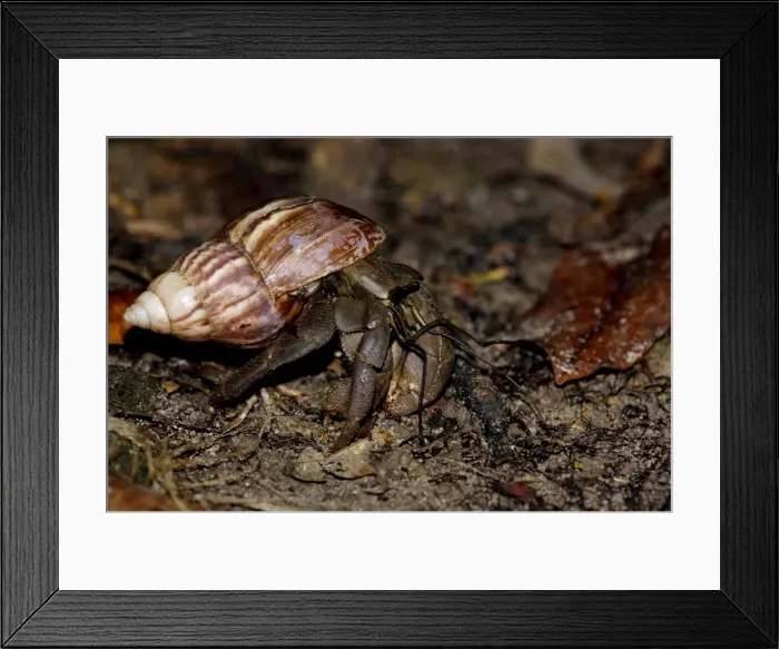 Framed Print : A nocturnal Hermit Crab (unidentified) rummages in rainforest floor, typical on Tioman Island, Malaysia; June. Ma39. 3651 Framed Print : A nocturnal Hermit Crab (unidentified) rummages in rainforest floor, typical on Tioman Island, Malaysia; June. Ma39. 3651