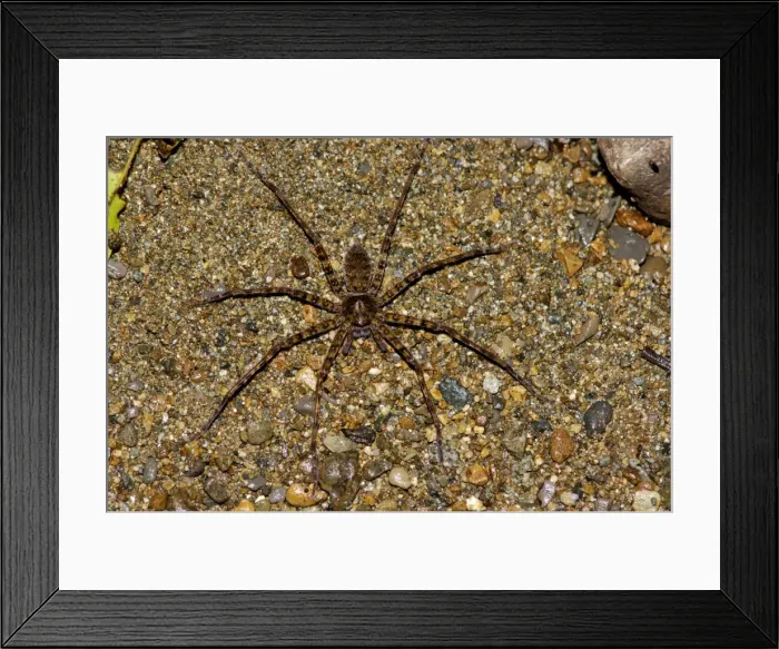Framed Print : A large spider (unidentified) searches for prey on a sand bank of a small stream in the night, primary rainforest of river DAnum valley, Sabah, Borneo, Malaysia; June. Ma39. 3315 Framed Print : A large spider (unidentified) searches for prey on a sand bank of a small stream in the night, primary rainforest of river DAnum valley, Sabah, Borneo, Malaysia; June. Ma39. 3315