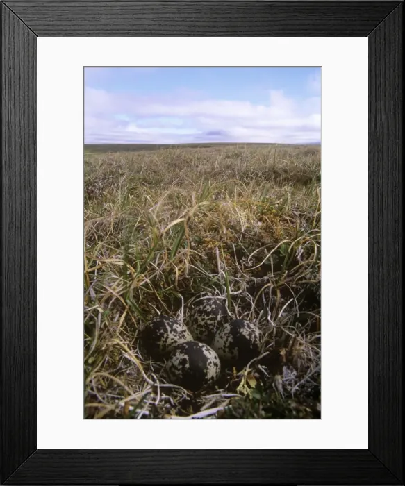 Framed Print : Pacific Golden Plover - nest and eggs in tundra - Tamyr peninsula Russian Arctic Framed Print : Pacific Golden Plover - nest and eggs in tundra - Tamyr peninsula Russian Arctic