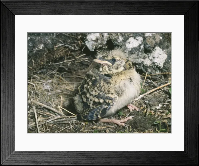 Framed Print : Horned / Shore Lark - fledgling juvenile - July - Taimyr tundra - near Dickson - Russian Arctic Framed Print : Horned / Shore Lark - fledgling juvenile - July - Taimyr tundra - near Dickson - Russian Arctic