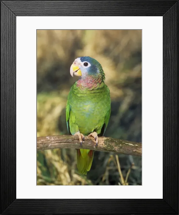 Framed Print : Yellow-billed Amazon Parrot - perched on branch Framed Print : Yellow-billed Amazon Parrot - perched on branch