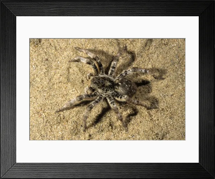 Framed Print : Tarantula - living in woods in river Tes-Hem valley June; near Erzin settlement, South Tuva, Russia Tu32. 3047 Framed Print : Tarantula - living in woods in river Tes-Hem valley June; near Erzin settlement, South Tuva, Russia Tu32. 3047