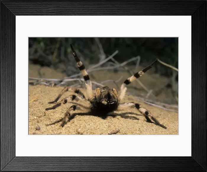 Framed Print : Tarantula spider in threatening pose, front view; spider living in a burrow in woods in river Tes-Hem valley, typical; June; South Tuva, Russia Tu32. 3099 Framed Print : Tarantula spider in threatening pose, front view; spider living in a burrow in woods in river Tes-Hem valley, typical; June; South Tuva, Russia Tu32. 3099