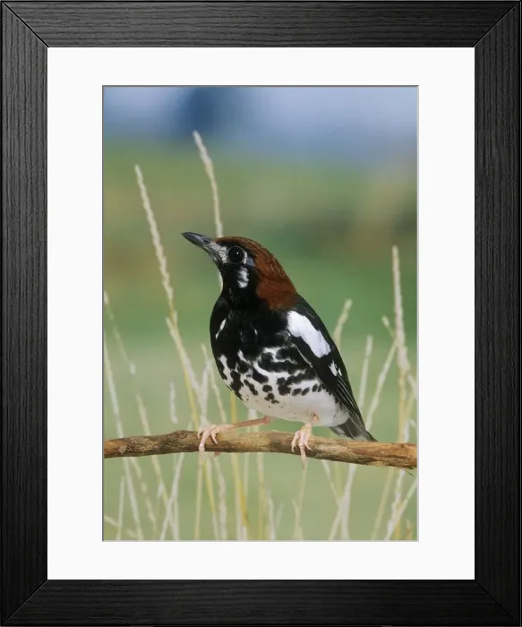 Framed Print : Chestnut-capped Thrush - perched on branch Framed Print : Chestnut-capped Thrush - perched on branch