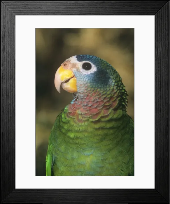 Framed Print : Yellow billed Amazon Parrot Framed Print : Yellow billed Amazon Parrot