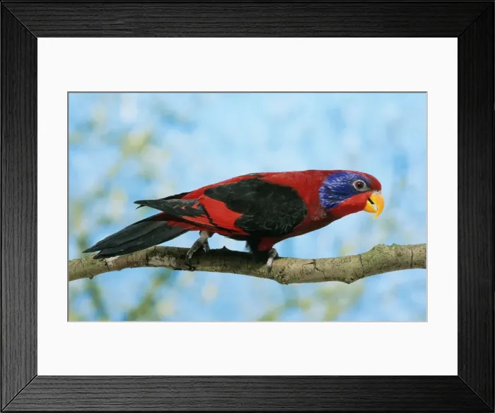 Framed Print : Black-winged Lory Framed Print : Black-winged Lory
