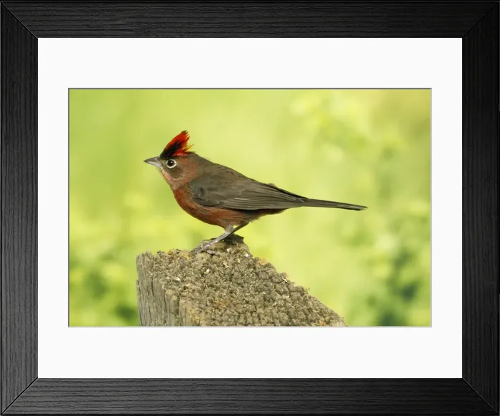 Framed Print : Red-crested Finch Framed Print : Red-crested Finch