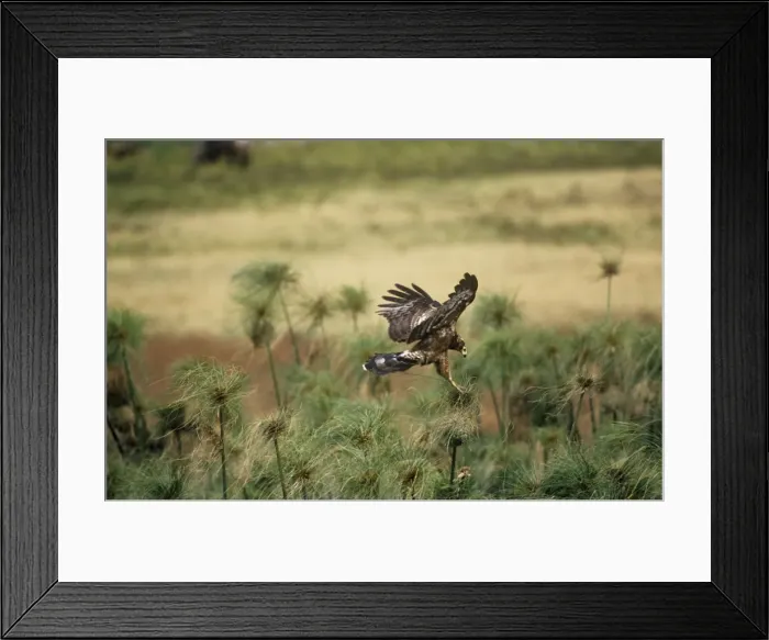 Framed Print : African Harrier-hawk - Immatue coming in to land Framed Print : African Harrier-hawk - Immatue coming in to land