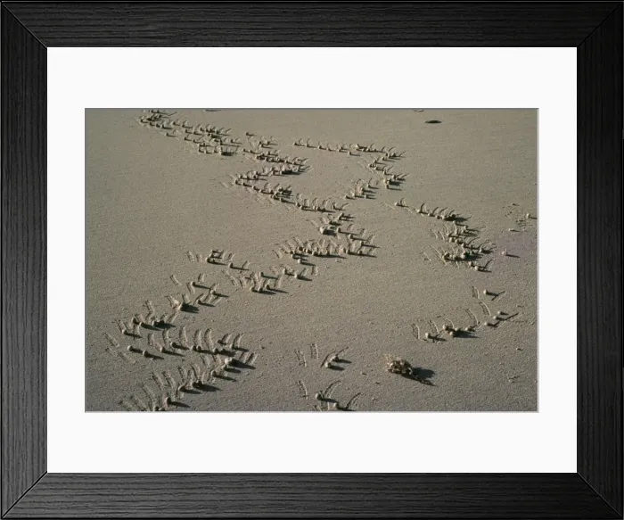 Framed Print : Ghost Crab - scratches, crabs feed of microscopic material in between the sand grains, gathering the sand into balls and tossing them over there backs Framed Print : Ghost Crab - scratches, crabs feed of microscopic material in between the sand grains, gathering the sand into balls and tossing them over there backs