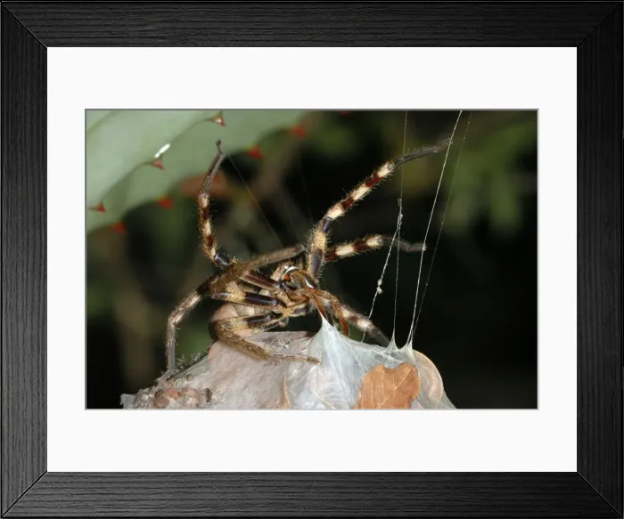 Framed Print : Rain Spider - Female guarding egg-sac suspended between leaves of aloe. Nocturnal hunter, living in vegetation and often entering houses, attracted by the lights. Capable of biting, non-poisonous. Body length up to 40mm Grahamstown, E Framed Print : Rain Spider - Female guarding egg-sac suspended between leaves of aloe. Nocturnal hunter, living in vegetation and often entering houses, attracted by the lights. Capable of biting, non-poisonous. Body length up to 40mm Grahamstown, E