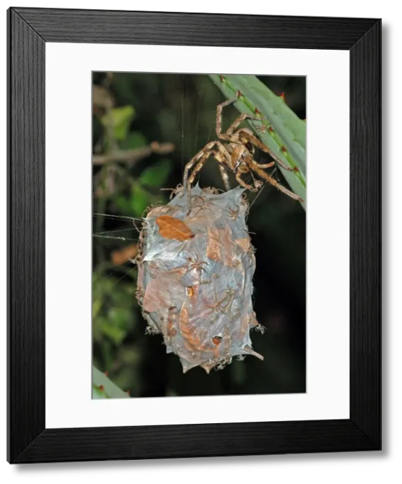 Framed Print : Rain spider. Female guarding recently hatched spiderlings on egg-sac suspended between leaves of aloe. Nocturnal hunter living in vegetation and often entering houses, attracted by the lights. Capable of biting, non-poisonous Framed Print : Rain spider. Female guarding recently hatched spiderlings on egg-sac suspended between leaves of aloe. Nocturnal hunter living in vegetation and often entering houses, attracted by the lights. Capable of biting, non-poisonous