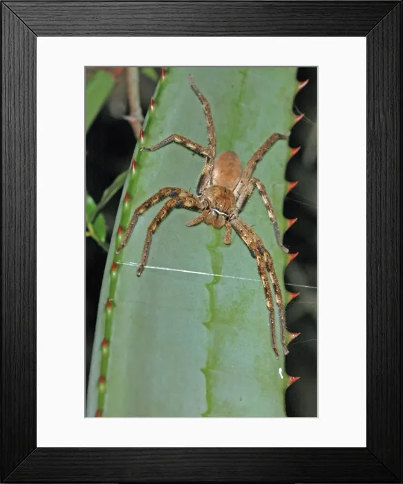Framed Print : Rain spider. Female on leaf of aloe. Nocturnal hunter living in vegetation and often entering houses, attracted by the lights. Capable of biting, non-poisonous. Body length up to 40mm. (Sparassidae) Framed Print : Rain spider. Female on leaf of aloe. Nocturnal hunter living in vegetation and often entering houses, attracted by the lights. Capable of biting, non-poisonous. Body length up to 40mm. (Sparassidae)