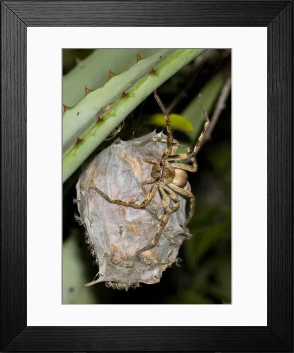 Framed Print : Rain spider. Female guarding recently hatched spiderlings on egg-sac suspended between leaves of aloe. Nocturnal hunter living in vegetation and often entering houses, attracted by the lights. Capable of biting, non-poisonous Framed Print : Rain spider. Female guarding recently hatched spiderlings on egg-sac suspended between leaves of aloe. Nocturnal hunter living in vegetation and often entering houses, attracted by the lights. Capable of biting, non-poisonous