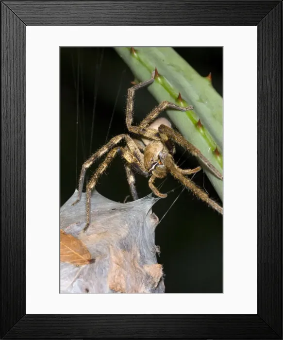 Framed Print : Rain spider. Female guarding egg-sac suspended between leaves of aloe. Nocturnal hunter living in vegetation and often entering houses, attracted by the lights. Capable of biting, non-poisonous. Body length up to 40mm. (Sparassidae) Framed Print : Rain spider. Female guarding egg-sac suspended between leaves of aloe. Nocturnal hunter living in vegetation and often entering houses, attracted by the lights. Capable of biting, non-poisonous. Body length up to 40mm. (Sparassidae)