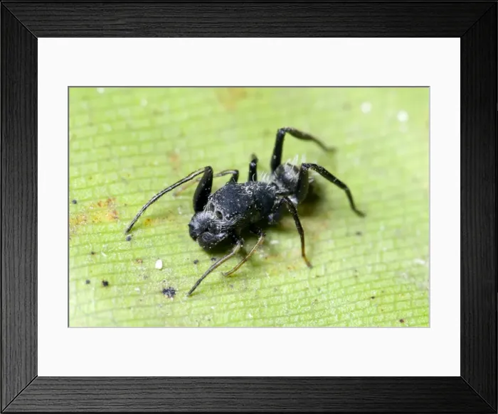 Framed Print : Ant-mimicking spider resembling Camponotus ant at rest on foliage. Grahamstown, Eastern Caqpe, South Africa Framed Print : Ant-mimicking spider resembling Camponotus ant at rest on foliage. Grahamstown, Eastern Caqpe, South Africa