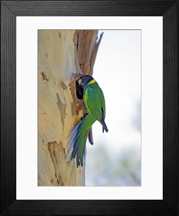 Framed Print : Australian Ringneck / Port Lincoln Parrot - at nest entrance in trunk of eucalyptus tree. Common in western, southern and central areas of Australia, inhabiting woodland, mallee and mulga, especially tree-lined watercourses Framed Print : Australian Ringneck / Port Lincoln Parrot - at nest entrance in trunk of eucalyptus tree. Common in western, southern and central areas of Australia, inhabiting woodland, mallee and mulga, especially tree-lined watercourses