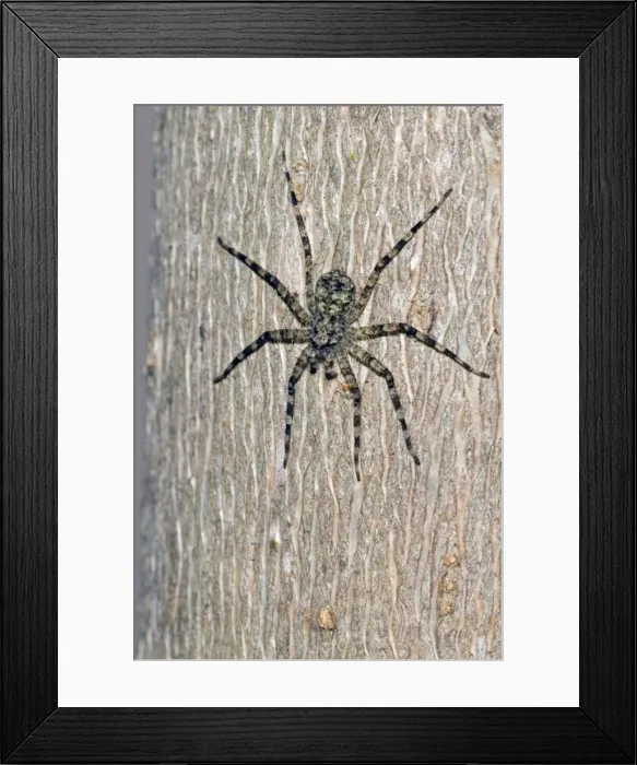 Framed Print : Flattie Spider - resting on tree trunk, showing camouflage colouring -Grahamstown, Eastern Cape, South Africa Framed Print : Flattie Spider - resting on tree trunk, showing camouflage colouring -Grahamstown, Eastern Cape, South Africa