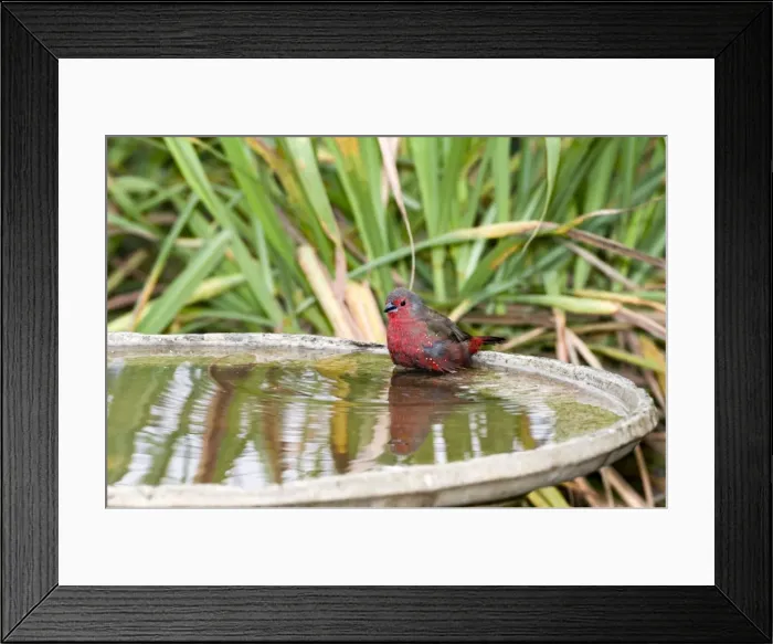 Framed Print : African / Blue-billed Firefinch - at birdbath. Feeds on seeds and insects. Endemic in Africa, inhabiting thickets in dry and moist woodland, savanna, steppe and riverine scrub. Grahamstown, Eastern Cape, South Africa Framed Print : African / Blue-billed Firefinch - at birdbath. Feeds on seeds and insects. Endemic in Africa, inhabiting thickets in dry and moist woodland, savanna, steppe and riverine scrub. Grahamstown, Eastern Cape, South Africa