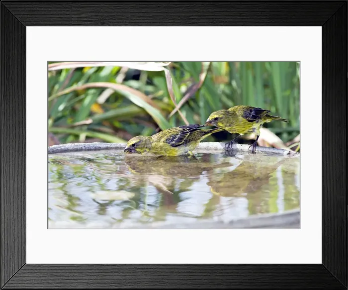 Framed Print : Brimstone / Bully Canary - drinking at birdbath. Feeds on fruit, seeds, flowers, nectar and insects. Occurs in woodland, also gardens, in southern and eastern southern Africa, also Zimbabwe, Zambia, eastern Zaire and western Kenya Framed Print : Brimstone / Bully Canary - drinking at birdbath. Feeds on fruit, seeds, flowers, nectar and insects. Occurs in woodland, also gardens, in southern and eastern southern Africa, also Zimbabwe, Zambia, eastern Zaire and western Kenya
