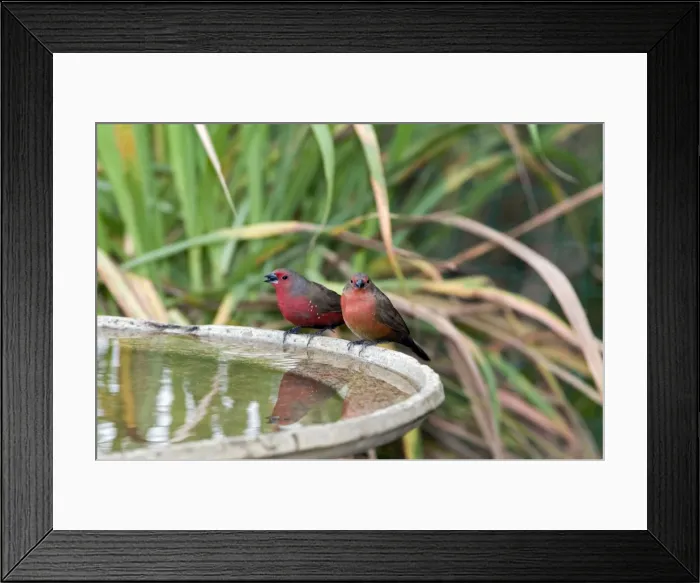 Framed Print : African / Blue-billed Firefinch - at birdbath. Feeds on seeds and insects. Endemic in Africa, inhabiting thickets in dry and moist woodland, savanna, steppe and riverine scrub. Grahamstown, Eastern Cape, South Africa Framed Print : African / Blue-billed Firefinch - at birdbath. Feeds on seeds and insects. Endemic in Africa, inhabiting thickets in dry and moist woodland, savanna, steppe and riverine scrub. Grahamstown, Eastern Cape, South Africa